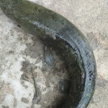 黑鱼