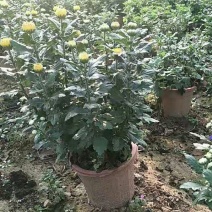 多头菊花