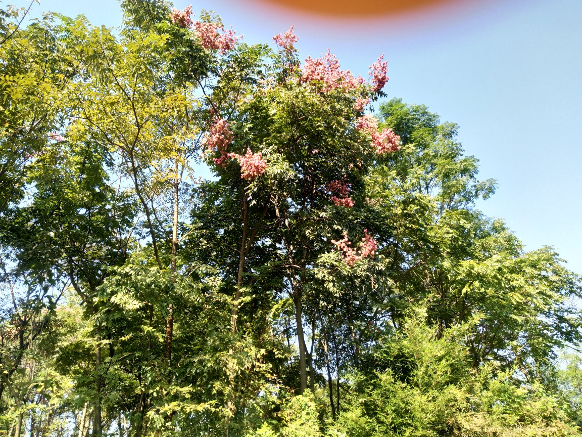 盛夏时节,成片白色五瓣的椴树花盛开在森林边缘,淡黄色花蕊清晰可见,微风吹拂下散发出浓郁芳香,吸引大量蜜蜂前来采蜜 椴树开花实景图
