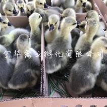 狮头鹅苗