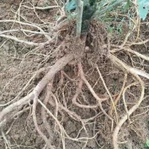 五指毛桃种苗！根部可药用可煲汤！“：！…