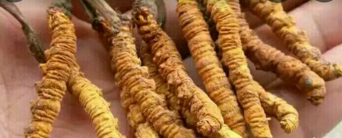 川贝母药用价值分析图