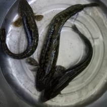 山鲶鱼