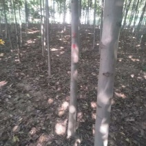 栾树