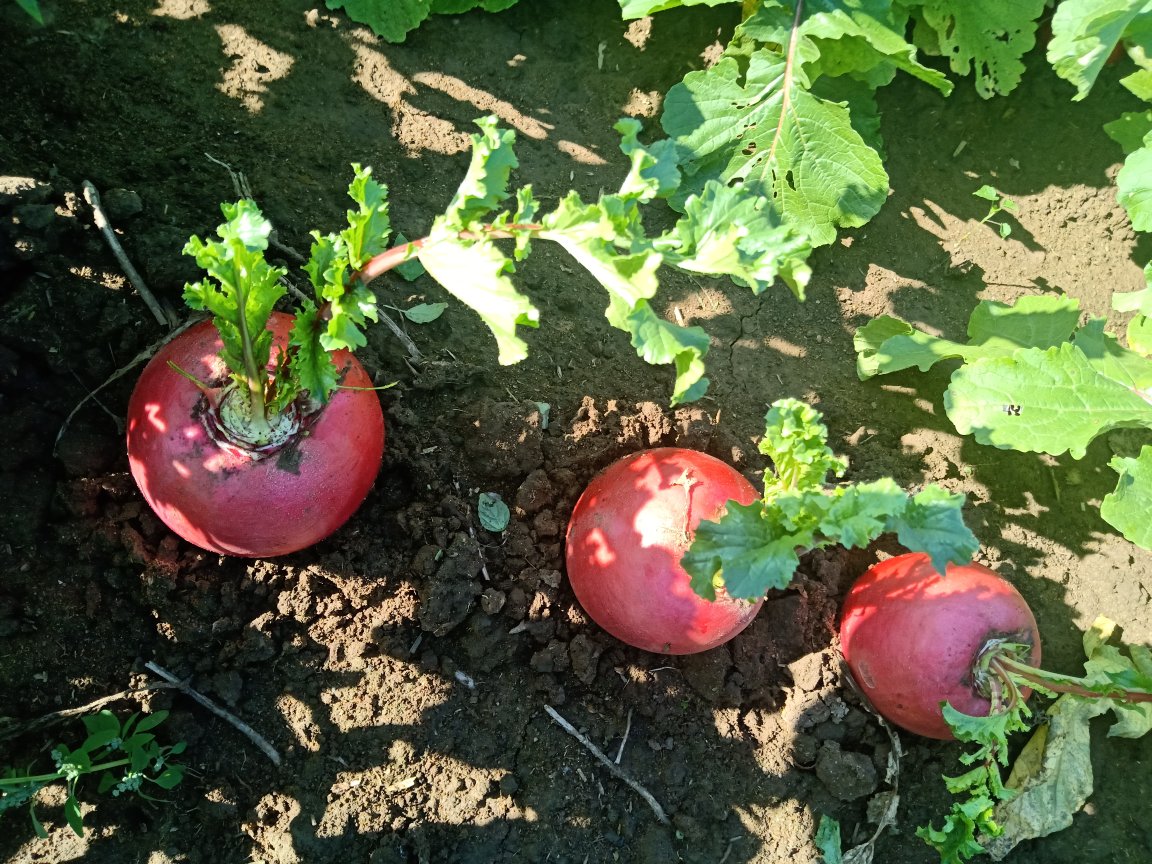 农户在山东潍坊萝卜主产区采收白萝卜与红萝卜的田间实景