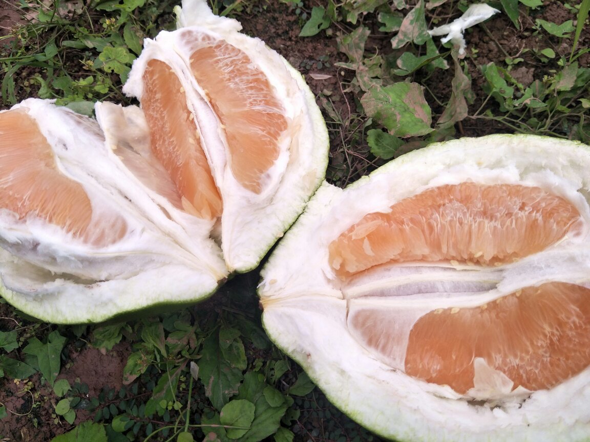 红心柚切面特写图