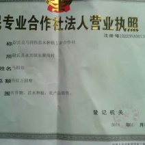 杨树苗