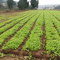 蔬菜苗圃基地，供应芥菜儿菜苗，窝笋苗！