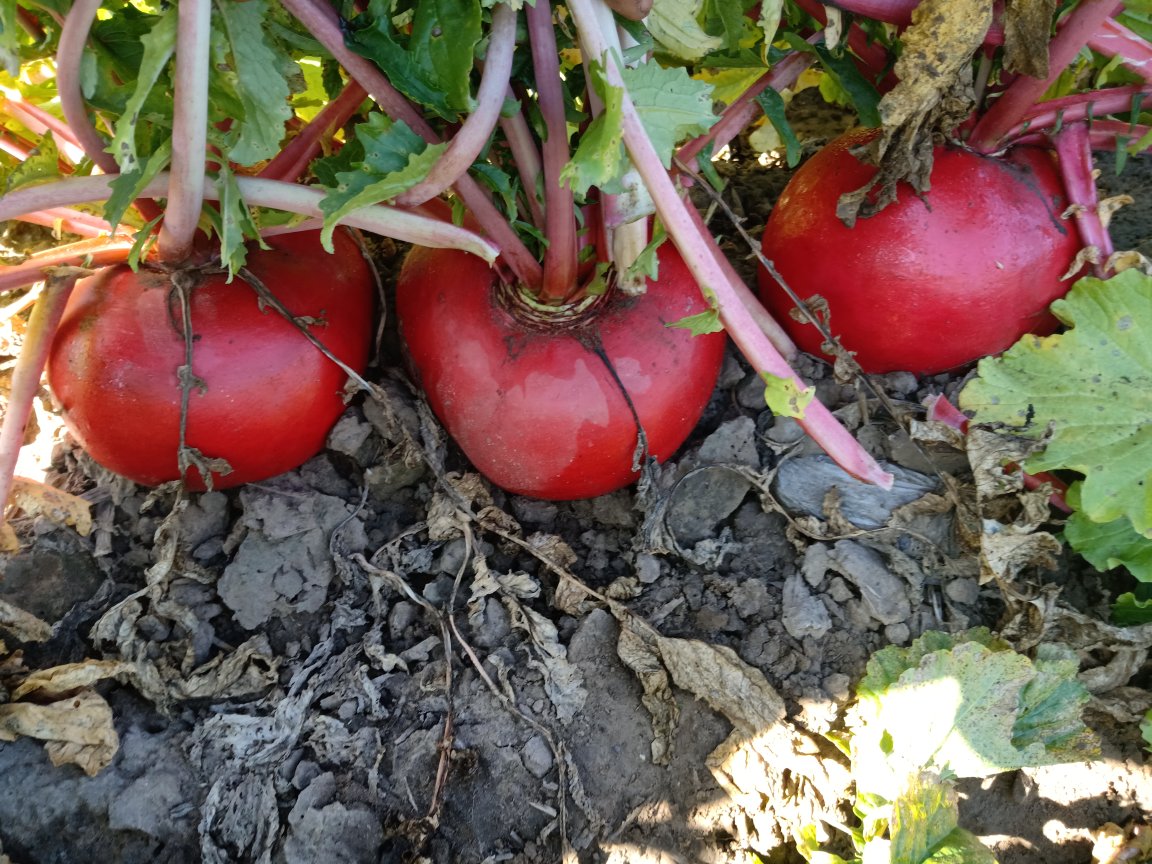 红皮萝卜与白萝卜对比图