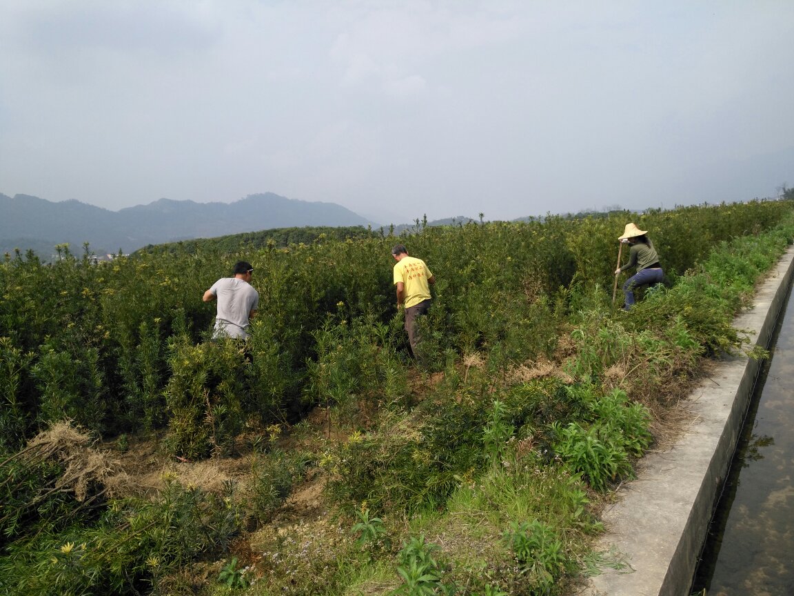 工人正在对10公分罗汉松进行修剪与打包