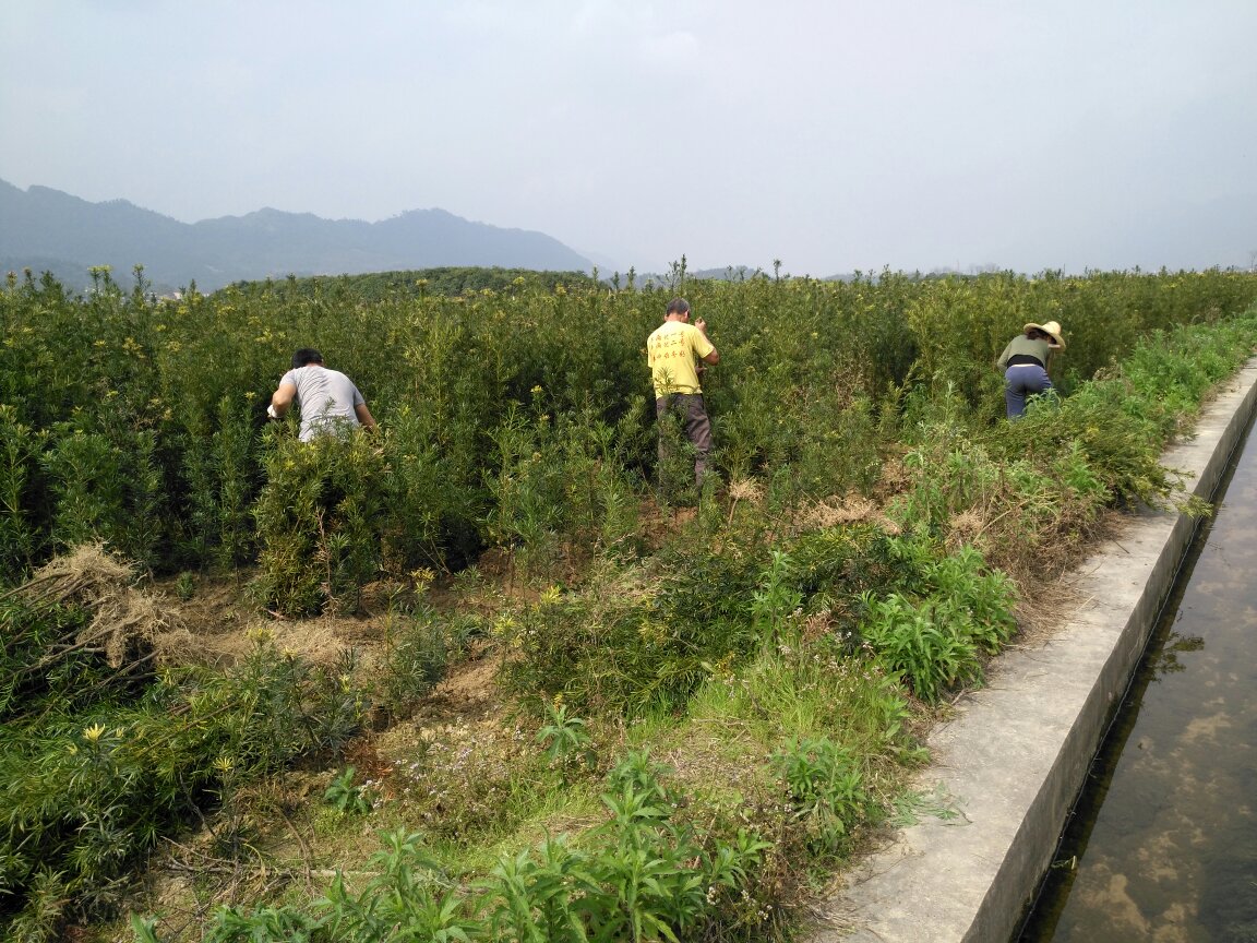 罗汉松小苗施肥操作示意图