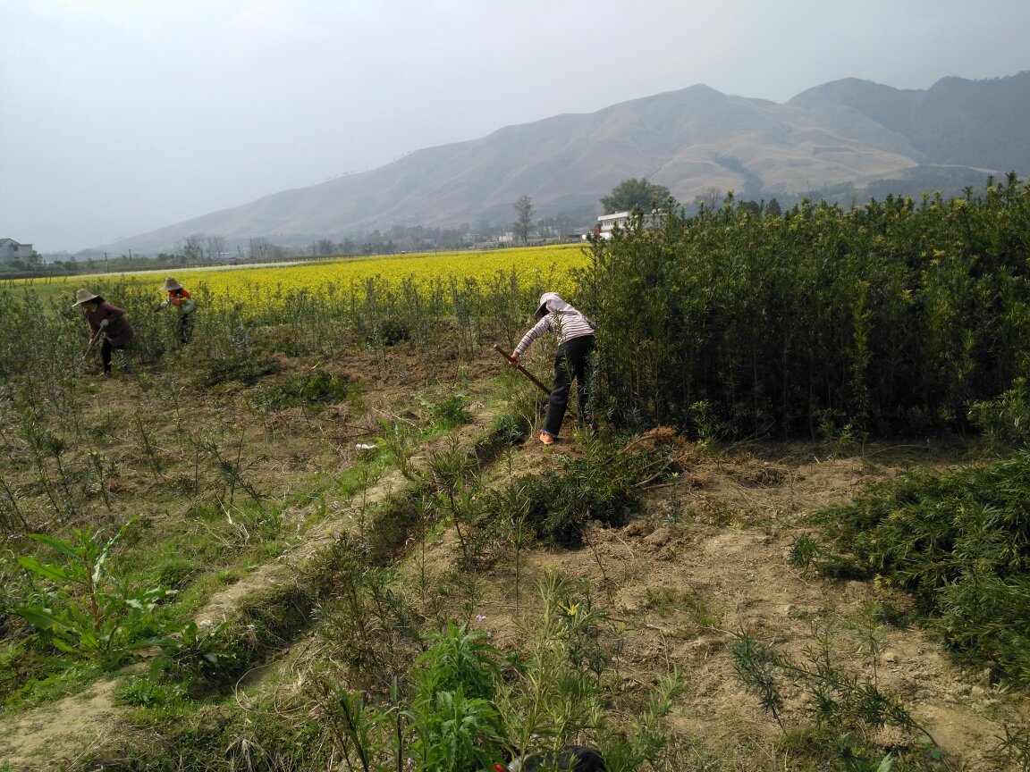 技术人员正在对一株大型罗汉松进行树干钻孔注药操作