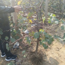 葡萄树苗，保证质量，欢迎基地考察，规格齐全