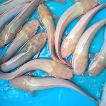 金丝鲶