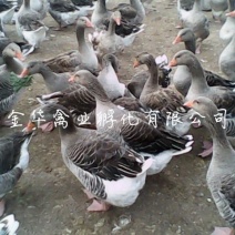 朗德鹅苗