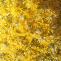 纯野生菊花茶