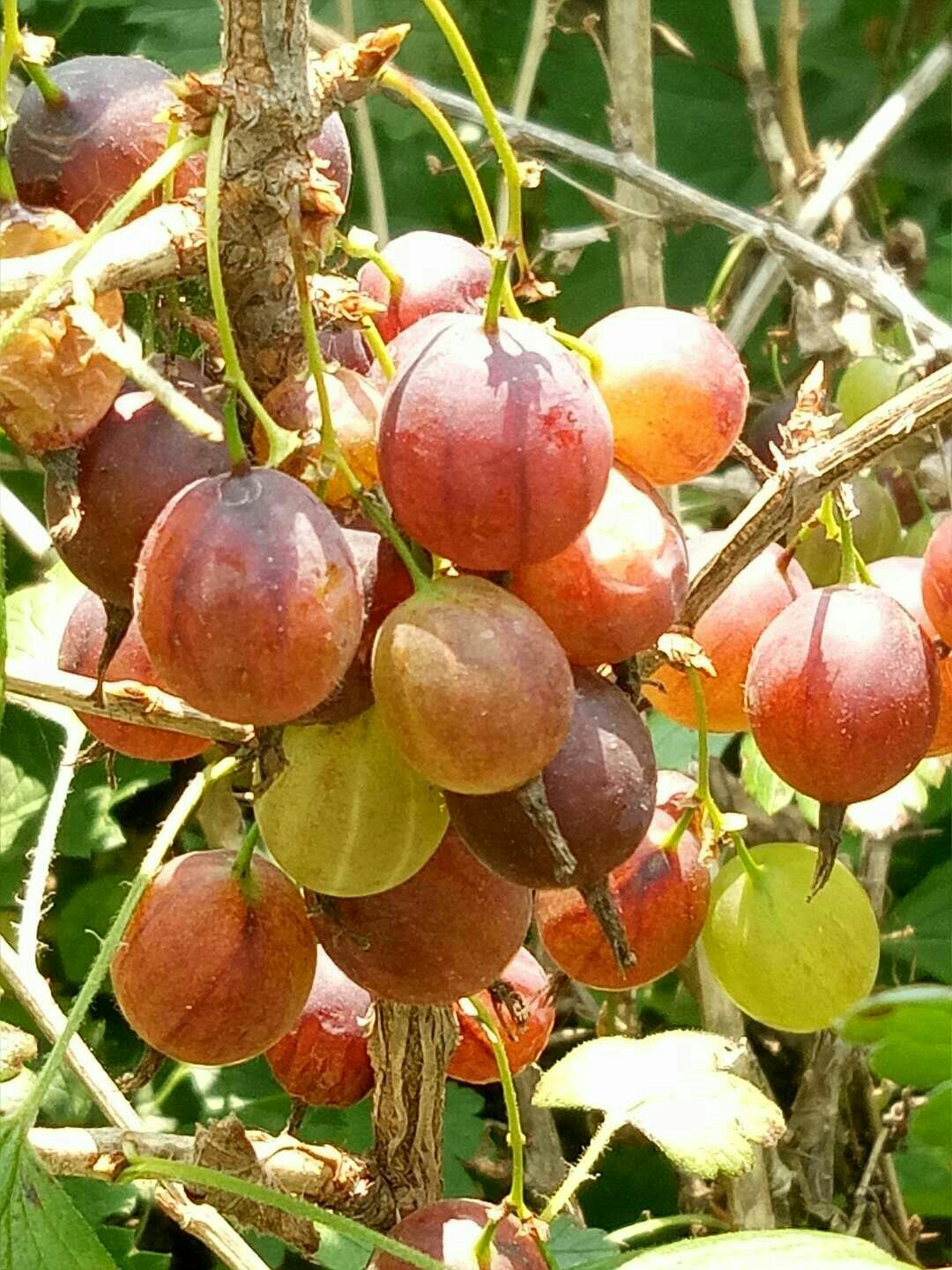 灯笼果灯笼果苗高产大果型品种大苗当年挂果