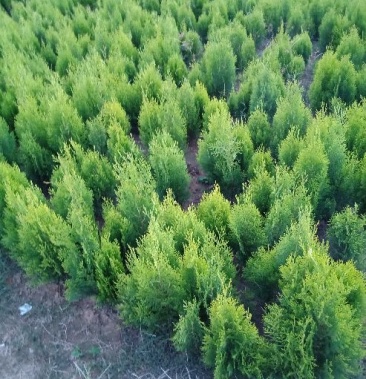 当前位置>供应大厅>绿化苗木>柏树>