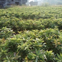 营养杯木荷苗出售