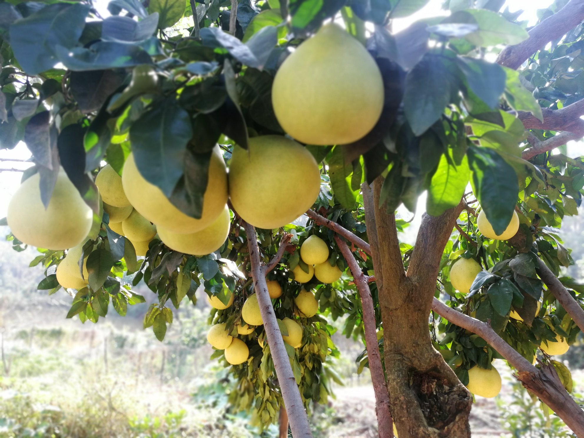 琯溪蜜柚果园全景