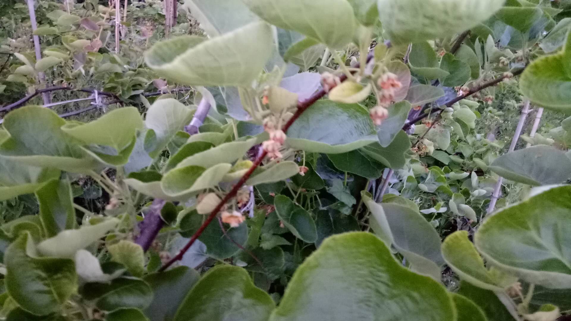 红心猕猴桃果园春季管理场景