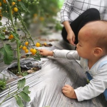 双色膜，反光膜，防草防虫银黑地膜净重10斤
