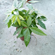 发财树