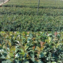供应茶梅小苗