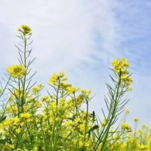 黄油菜籽