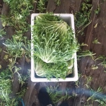 苦菊