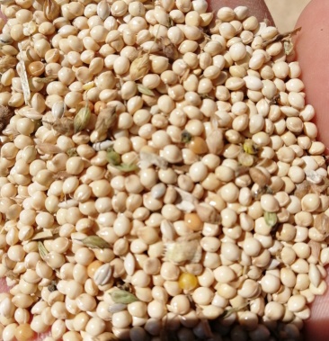 白糜子喂鸟脱壳后磨粉