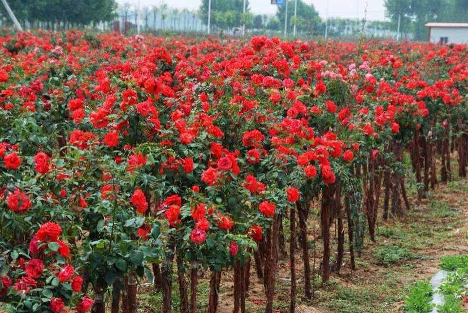 一处城市公园内的红达月季花坛景观,成片种植形成红色花海,搭配白色小径围栏和休闲座椅,游客正在拍照打卡,体现其在公共绿化与文旅项目中的实际应用场景 红达月季主题景观应用