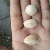最右边的龙眼银杏
