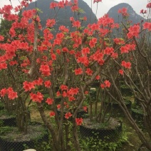 映山红树桩
