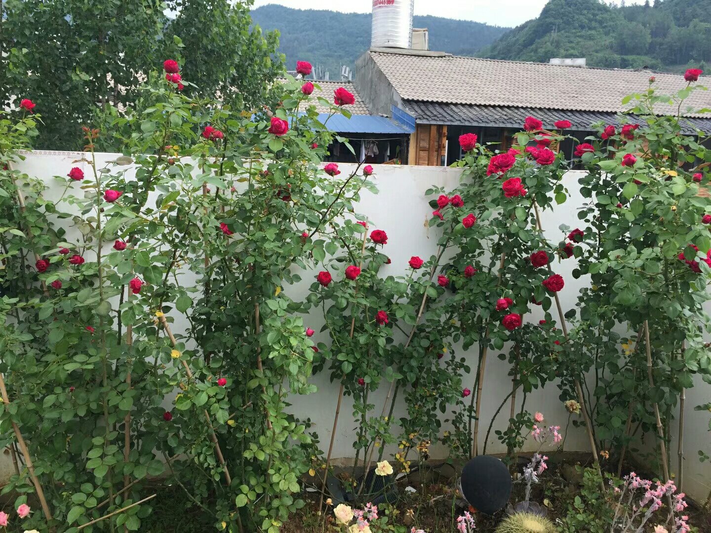 藤本月季攀爬花墙