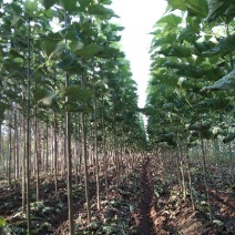 梓树1一15公分楸树1一3O公分