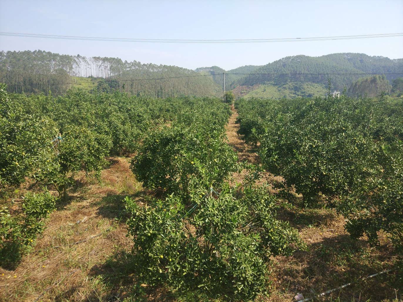 金桔果园中设置的排水沟,展示良好的排水系统设计 金桔果园排水沟示意图