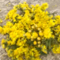 野菊花