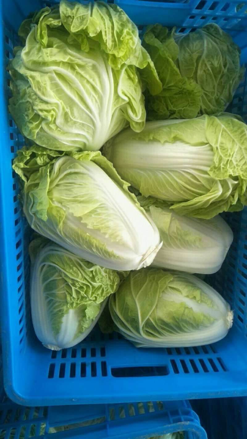 夏阳白菜