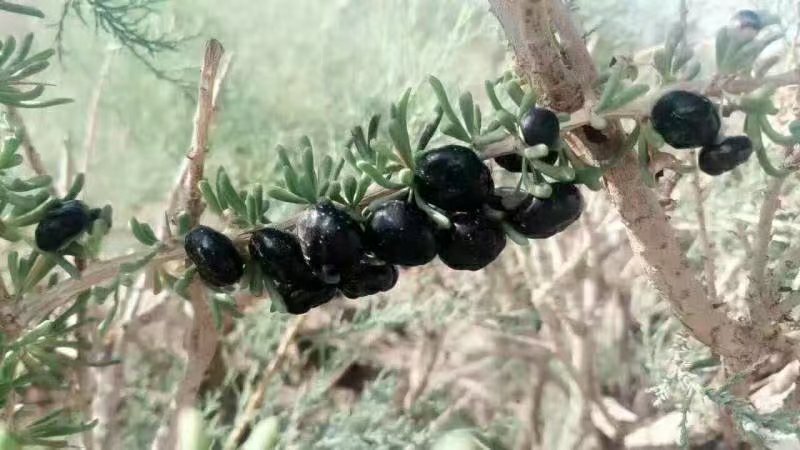 黑果宁夏枸杞植株图