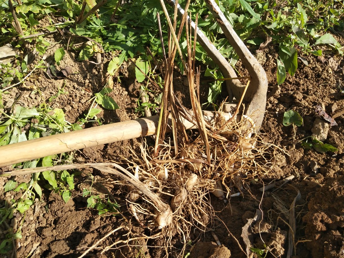 根部灌药示意图