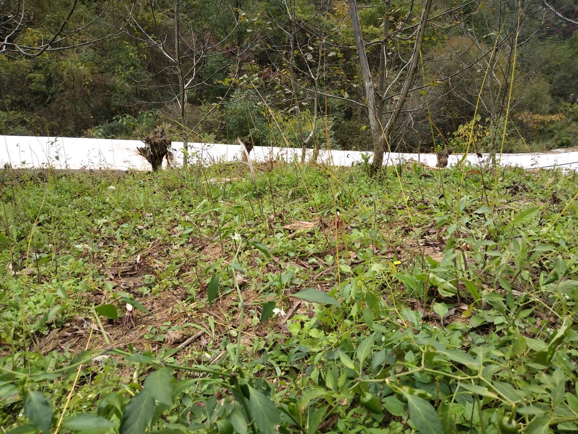 白胡椒种植园实景图