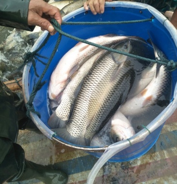 [草鱼批发]3到5斤水库草鱼,质量好,交通方便,价格合理,价格5.