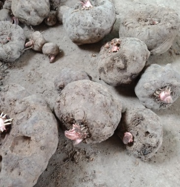 磨竽白色野生长期供应