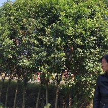 大叶女贞