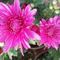 菊花