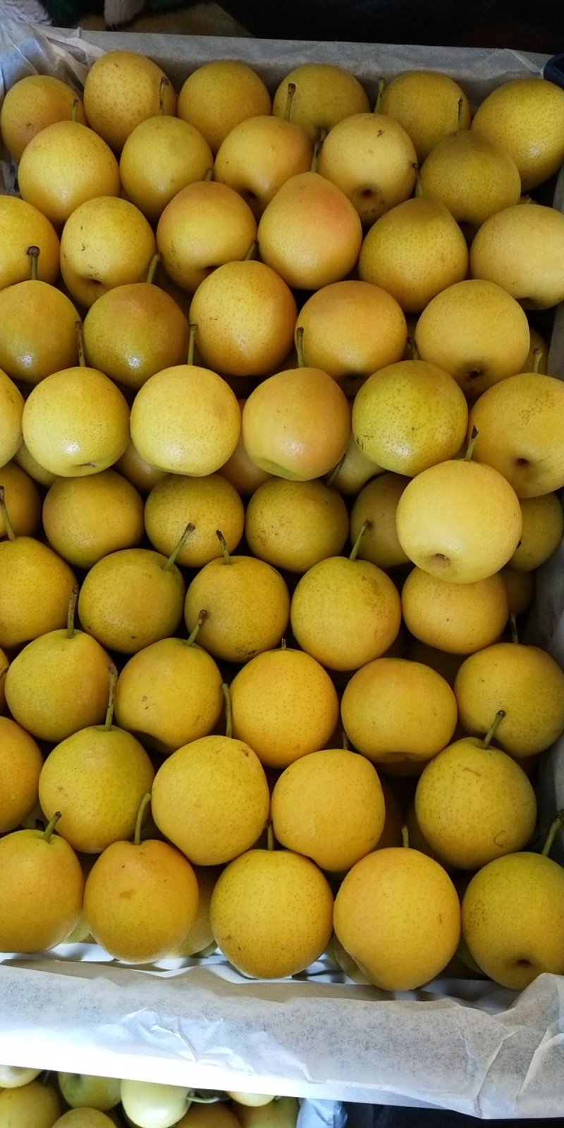水果生鲜南果梨鞍山特产