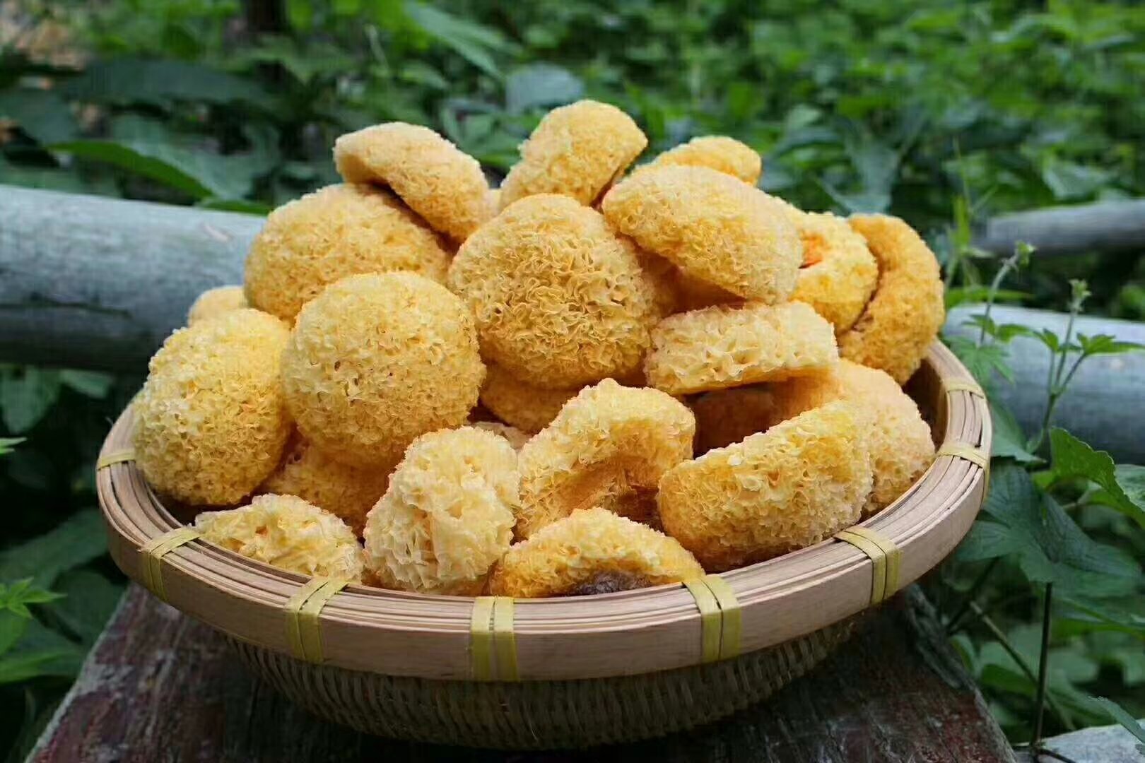 一盘新鲜采摘的折耳根的根,呈淡黄色条状,表面略带泥土,根部有明显的节段结构,整体湿润饱满,背景为竹编簸箕,体现原生态农产品特征 折耳根的根特写