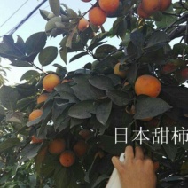 阳丰甜柿子苗次郎柿子苗育苗基地摘下来就可以吃的品种