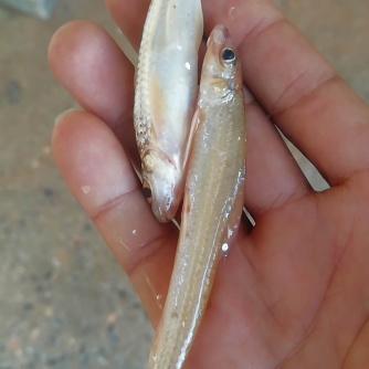 00元/斤北海本地棍子 _ 一亩田